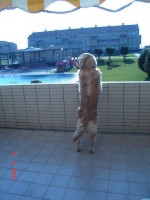 /album/galeria-de-fotos-marley/marley-espiando-jpg/